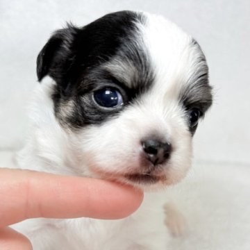 チワワ(ロング)【東京都・女の子・2025年11月12日・ホワイトアンドブラックタン】の写真「白色多めで可愛らしい女の子✨」