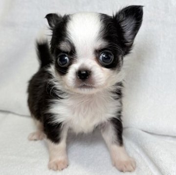 チワワ(ロング)【東京都・男の子・2025年10月5日・ブラックアンドホワイト】の写真「綺麗な毛並みに丸みある頭の可愛らしい男の子✨」