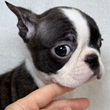 ボストンテリア【東京都・女の子・2025年9月1日・ボストンカラー】の写真「綺麗なお顔立ちのボストン女の子です✨」