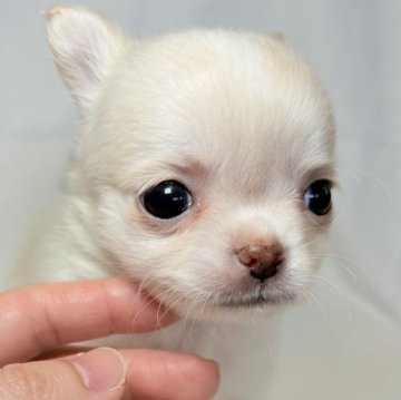 チワワ(ロング)【東京都・男の子・2025年10月5日・パーティ】の写真「尻尾に黒毛とクリームのボディ✨珍しいカラー✨」