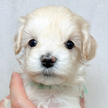 マルプー(トイプードル×マルチーズ)【東京都・女の子・2025年11月5日・クリーム】の写真「小ぶりのクリーム女の子✨」