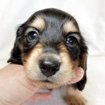 ミニチュアダックスフンド(ロング)【東京都・男の子・2025年10月13日・ブラックアンドタン】の写真「優しいお顔立ちの男の子✨」