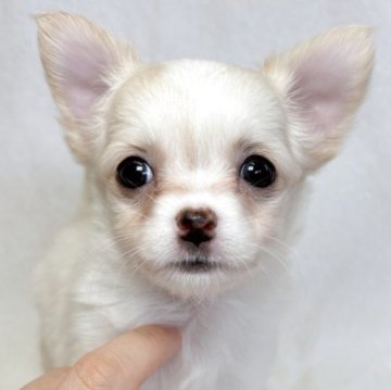 チワワ(ロング)【東京都・女の子・2025年9月8日・クリームアンドホワイト】の写真「可愛らしい色合いの、クリーム＆ホワイト女の子✨」