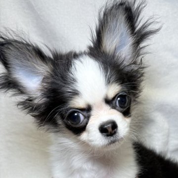 チワワ(ロング)【東京都・女の子・2025年7月21日・ブラックタンアンドホワイト】の写真「お茶目でとっても甘えん坊🧡」