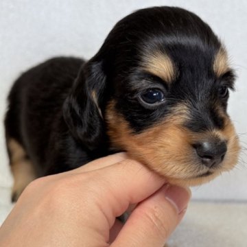 ミニチュアダックスフンド(ロング)【東京都・女の子・2025年10月13日・ブラックアンドタン】の写真「女の子✨」