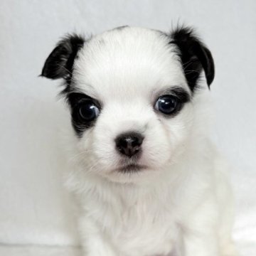 チワワ(ロング)【東京都・女の子・2025年11月12日・ホワイトアンドブラック】の写真「白色多めで可愛らしい女の子✨」