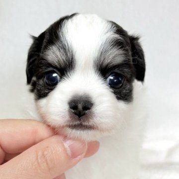 チワワ(ロング)【東京都・女の子・2025年11月12日・ホワイトアンドブラックタン】の写真「白色多めで可愛らしい女の子✨」