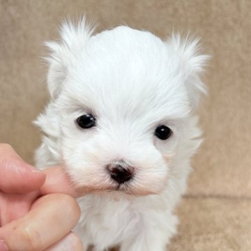 マルチーズ【東京都・女の子・2025年11月11日・ホワイト】の写真「優しく整ったお顔立ちの女の子✨」