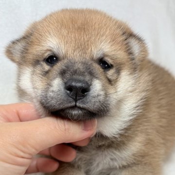 柴犬(標準サイズ)【東京都・男の子・2025年10月5日・赤】の写真「しっかりしたボディのひとりっ子の男の子✨」