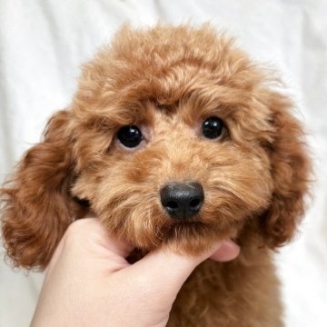 トイプードル(トイ)【東京都・女の子・2025年7月28日・レッド】の写真「元気な女の子✨」