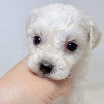 ビションフリーゼ【東京都・女の子・2025年9月15日・ホワイト】の写真「社交的で甘えん坊な犬種です✨」