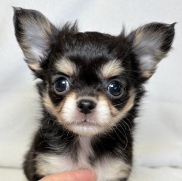 チワワ(ロング)【東京都・女の子・2025年10月5日・ブラックタン&ホワイト】の写真「丸みのある愛らしいお顔です✨」