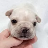 フレンチブルドッグ