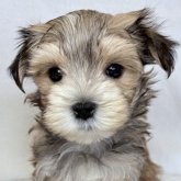 ミックス(マルチーズ×ヨークシャーテリア)