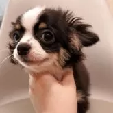 チワワ(ロング)