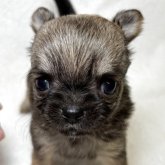 チワワ(ロング)