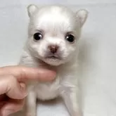 チワワ(ロング)