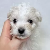 ビションフリーゼ