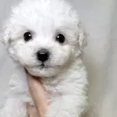 ビションフリーゼ