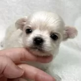 チワワ(ロング)