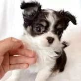 チワワ(ロング)