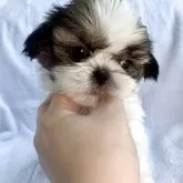 シーズー