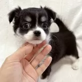 チワワ(ロング)