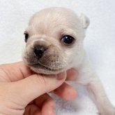 フレンチブルドッグ