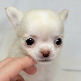 チワワ(ロング)