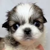 ペキチワ(チワワ×ペキニーズ)【東京都・女の子・2025年9月29日・レッドアンドホワイト】の写真1「大きな瞳とふっくらとしたマズル✨」