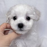 ビションフリーゼ