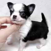 チワワ(ロング)