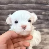 マルチーズ
