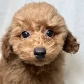 トイプードル(トイ)