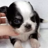 チワワ(ロング)