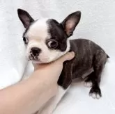 ボストンテリア
