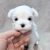 マルチーズ