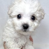 ビションフリーゼ