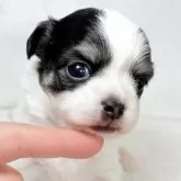 チワワ(ロング)