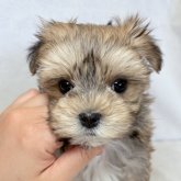 ミックス(マルチーズ×ヨークシャーテリア)