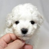 ビションフリーゼ