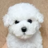 ビションフリーゼ