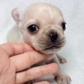 フレンチブルドッグ