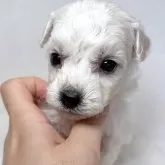 ビションフリーゼ