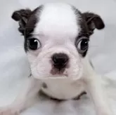 ボストンテリア