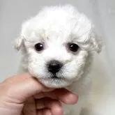 ビションフリーゼ