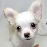 チワワ(ロング)【東京都・男の子・2025年9月8日・クリームアンドホワイト】の写真1「遊び好きで人を観察している、甘えん坊なとっても可愛らしい性格の男の子✨」