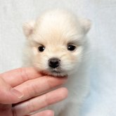 ポメラニアン