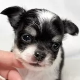 チワワ(ロング)【東京都・男の子・2025年10月27日・ブラックタンアンドホワイト】の写真1「これから目はクリクリとしていきます✨」