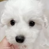 ビションフリーゼ